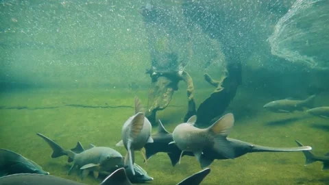 Various species of river fish Видео 181680804