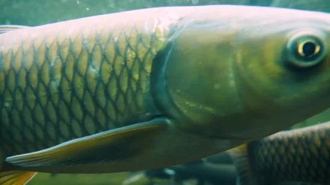 Various species of river fish Stock-Footage 181681965