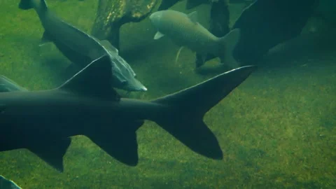 Various species of river fish Stock Footage 181683489