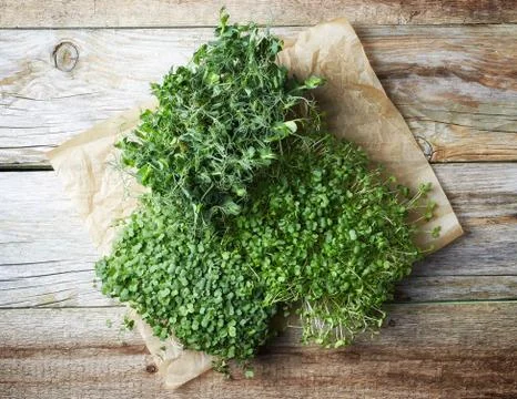 Various sprouts Stock Photos