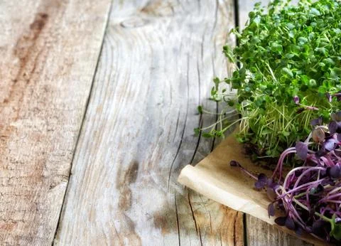 Various sprouts Stock-Fotos