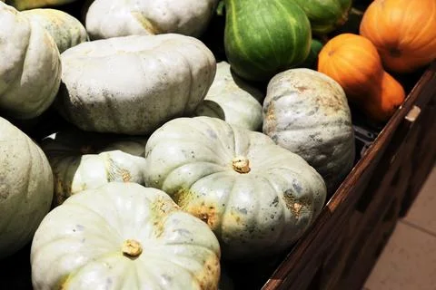 Various squashes and pumpkins, including pale green and white varieties, pi.. Foto stock