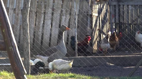 Various stock animals Stock Footage 71306636