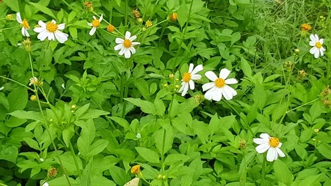 Various styles of Bidens flowers and green leaves on the roadside Vidéo 337807467