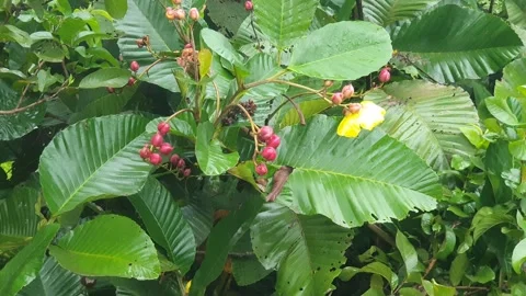 Various styles of Bidens flowers and green leaves on the roadside Vidéo 337807573