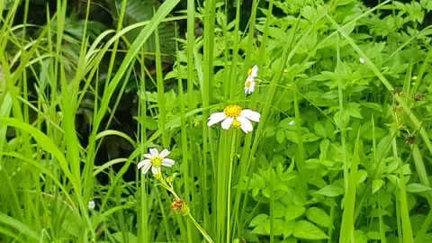 Various styles of Bidens flowers and green leaves on the roadside Stock Footage 337807650