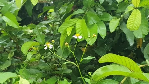 Various styles of Bidens flowers and green leaves on the roadside Видео 337809658