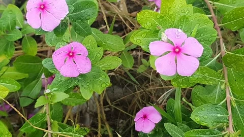 Various styles of periwinkle flowers and green leaves covered in morning dew 스톡 동영상 337978658