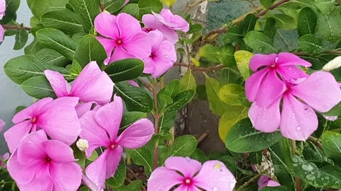 Various styles of periwinkle flowers and green leaves covered in morning dew 库存影片 337978675