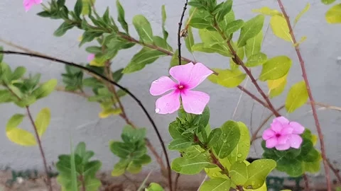 Various styles of periwinkle flowers and green leaves covered in morning dew 库存影片 337979275
