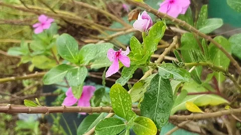 Various styles of periwinkle flowers and green leaves covered in morning dew Stockbeeldmateriaal 337979451