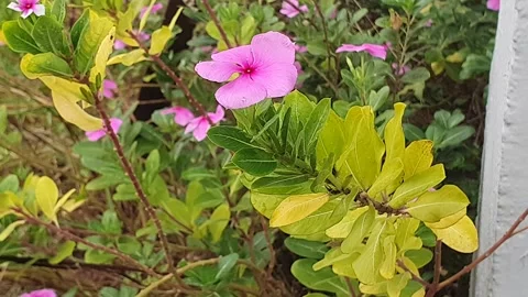 Various styles of periwinkle flowers and green leaves covered in morning dew 库存影片 337979481