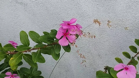 Various styles of periwinkle flowers and green leaves covered in morning dew 库存影片 337979677