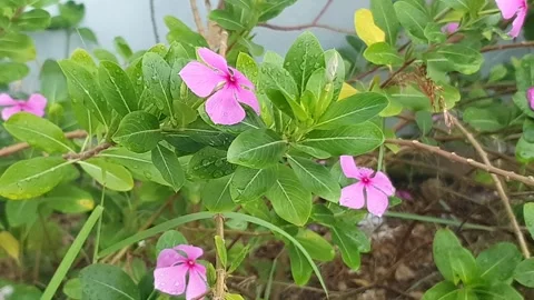 Various styles of periwinkle flowers and green leaves covered in morning dew Stockbeeldmateriaal 337980175