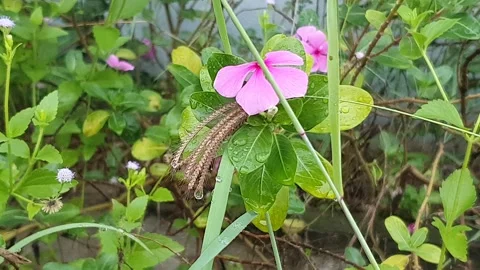 Various styles of periwinkle flowers and green leaves covered in morning dew 库存影片 337981118