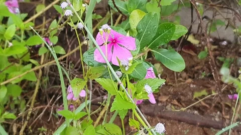 Various styles of periwinkle flowers and green leaves covered in morning dew 库存影片 337981119