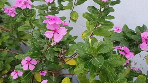 Various styles of periwinkle flowers and green leaves covered in morning dew 库存影片 337981141