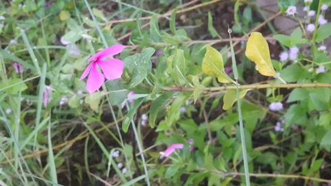 Various styles of periwinkle flowers and green leaves covered in morning dew 库存影片 337981549
