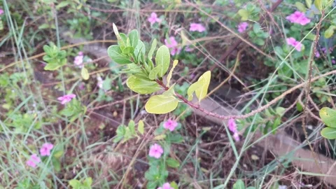 Various styles of periwinkle flowers and green leaves covered in morning dew 库存影片 337981665