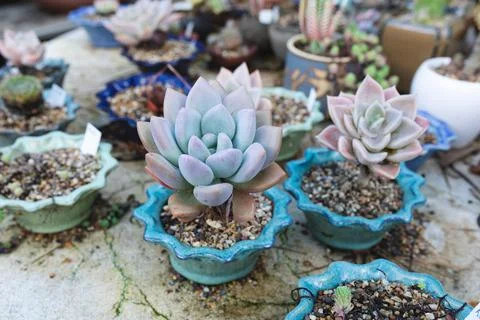 Various succulents and plants in pots at garden centre Stock Photos