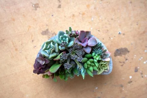 Various succulents composition in half circle shaped pot Stock Photos