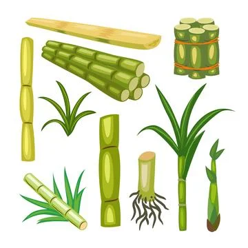Various of Sugarcane plant set collection with stem, root and leaves, Sugar.. Stock Illustration