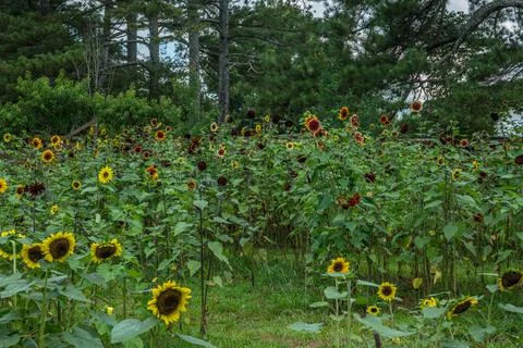 Various sunflowers in bloom Stock Photos