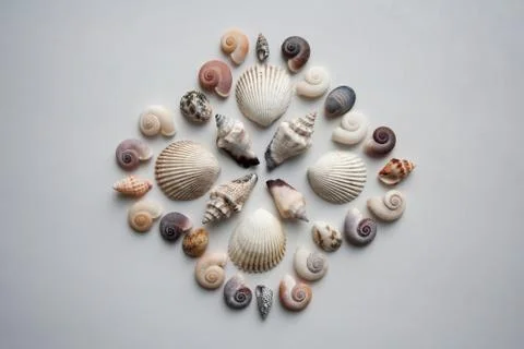 Various thai seashells composition on white background Stock Photos