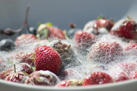 Various threads of mold in a plate with berries, violation of food storage Stock Photos