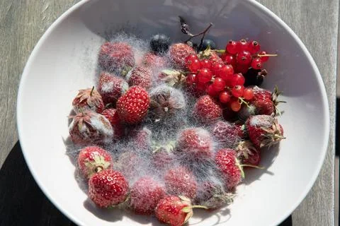 Various threads of mold in a plate with berries, violation of food storage Stock Photos