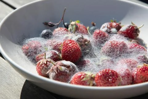 Various threads of mold in a plate with berries, violation of food storage Stock Photos