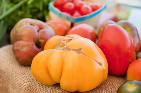 Various tomatoes Stock Photos