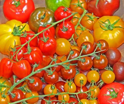 Various Tomatoes. Stock Photos