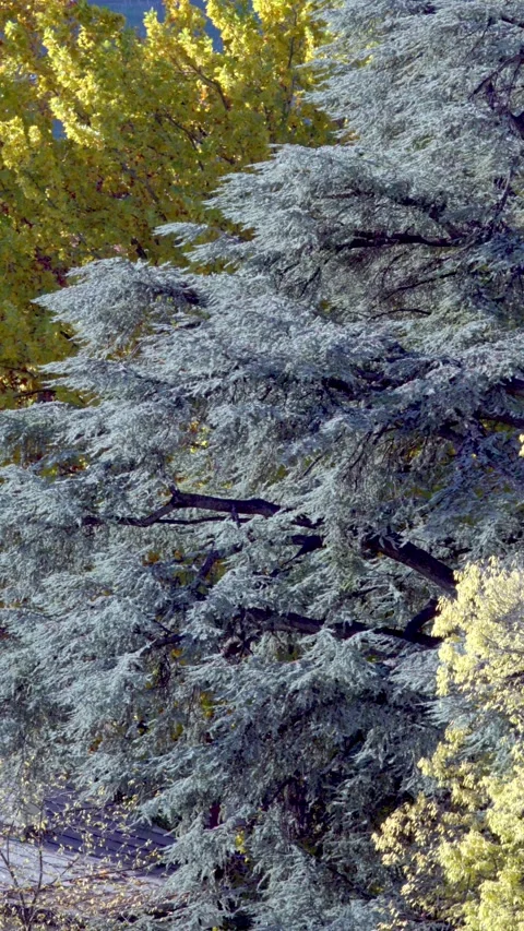 Various tree branches on a windy autumn's day Stock Footage 256998239