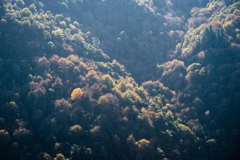 Various tree species coexist on the steep forested slopes of a canyon Foto stock