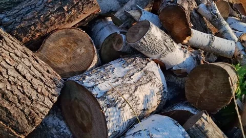 Various tree stumps Stock-Footage 344480174