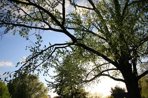 Various Trees in the Afternoon Stock Photos