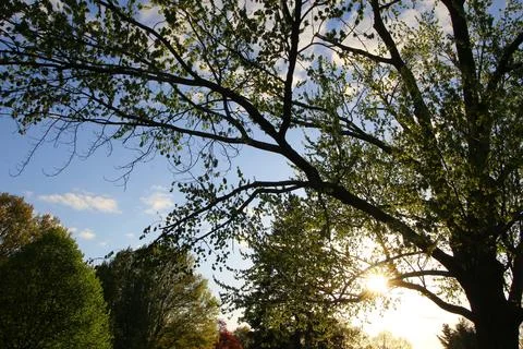 Various Trees in the Afternoon Stock Photos