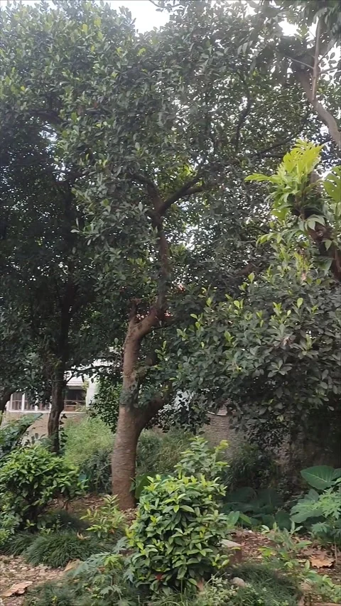 Various trees at the Cendrawasih Housing Complex Bandung Stock-Footage 272564634