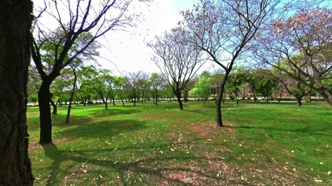 Various Trees in an empty park, sunshine blue sky Stock Footage 173283289