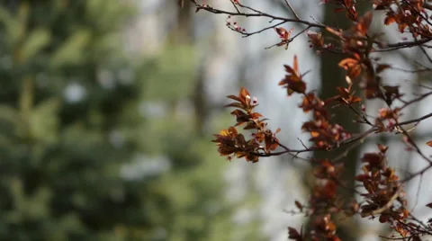 Various trees in a forest Video stock 51680611