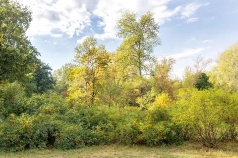 Various Trees in the Park 库存照片