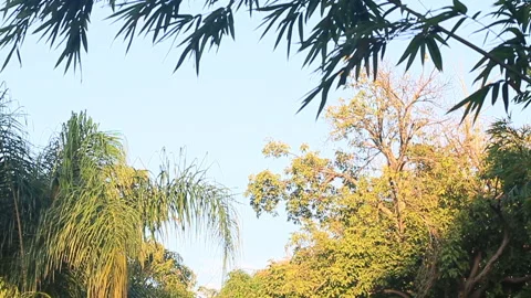 Various Trees Slowly Swaying in the Wind on a Clear Sunny Day Stock Footage 185093955