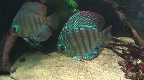 Various Tropical Discus Fish Stock Footage 37869885