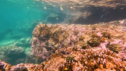 Various tropical fish abudefduf feed in the warm unser water of the ocean among Stock Footage 266687059