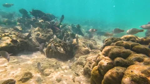 Various tropical fish feed in the warm waters of the ocean among corals. School Stock Footage 266427264