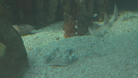 Various Tropical Fish of Pacific Ocean Stock Footage 86664049
