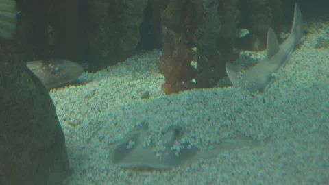 Various Tropical Fish of Pacific Ocean Stock Footage 86664055