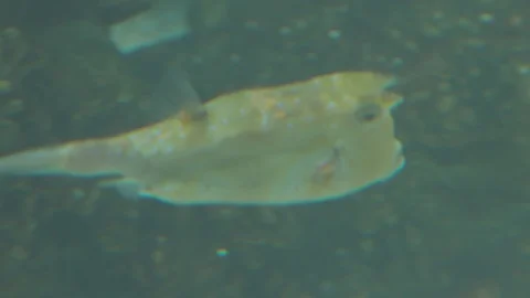 Various Tropical Fish of Pacific Ocean Stock Footage 86664144