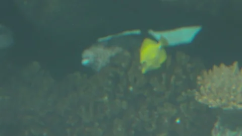 Various Tropical Fish of Pacific Ocean Stock Footage 86664165
